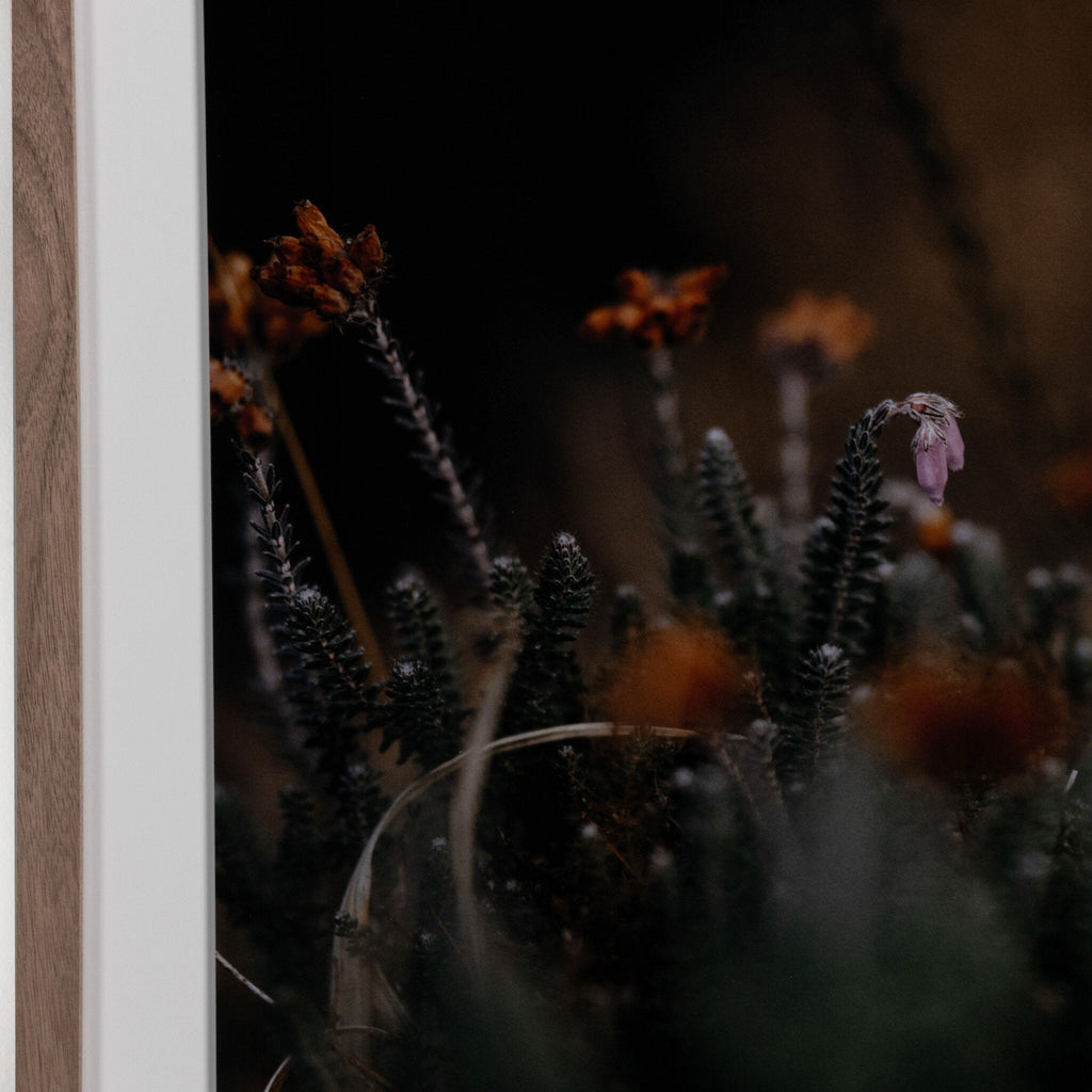 First Bloom by Annie Spratt