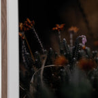 First Bloom by Annie Spratt