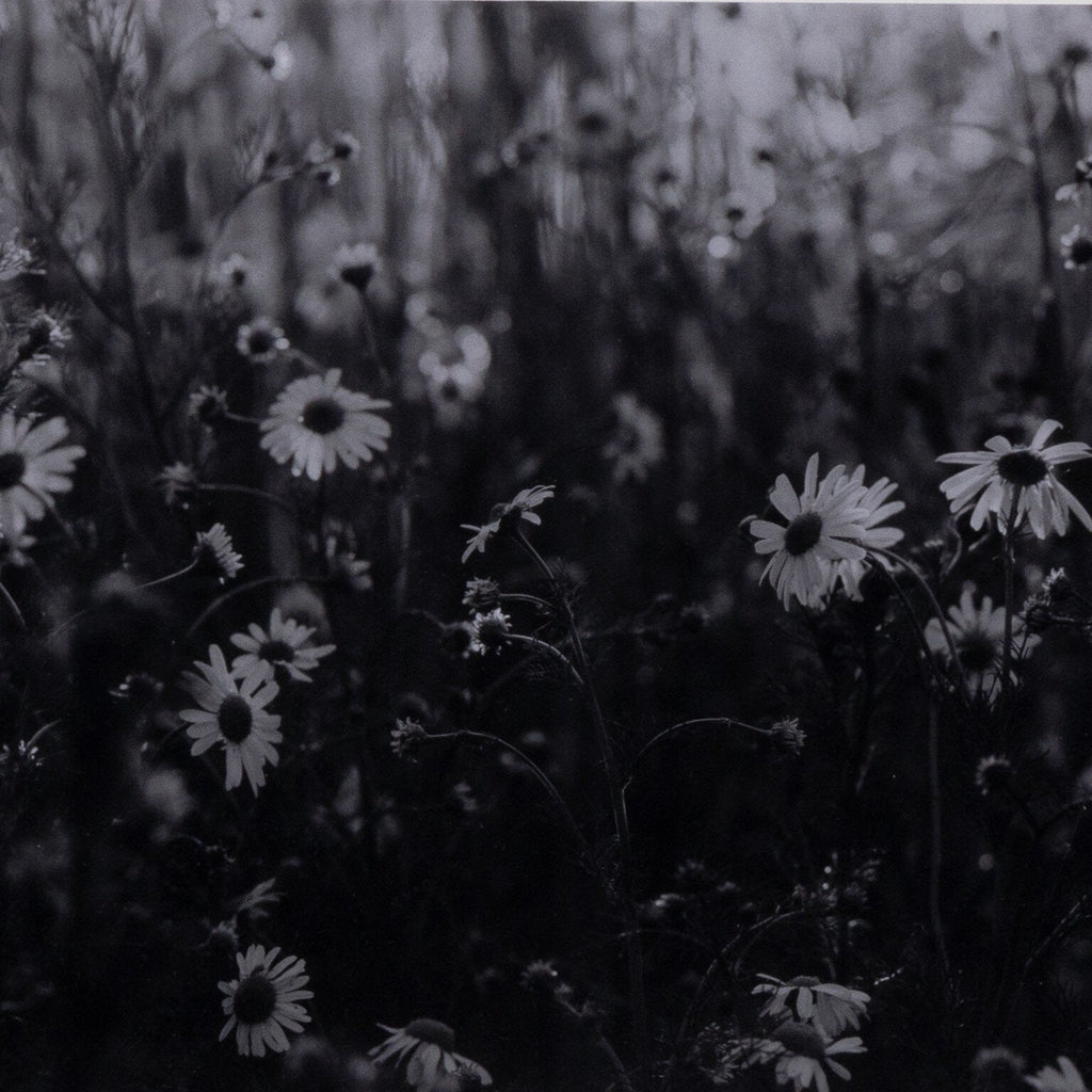 Floral Film II by Annie Spratt