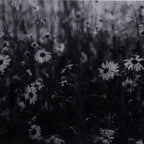 Floral Film II by Annie Spratt