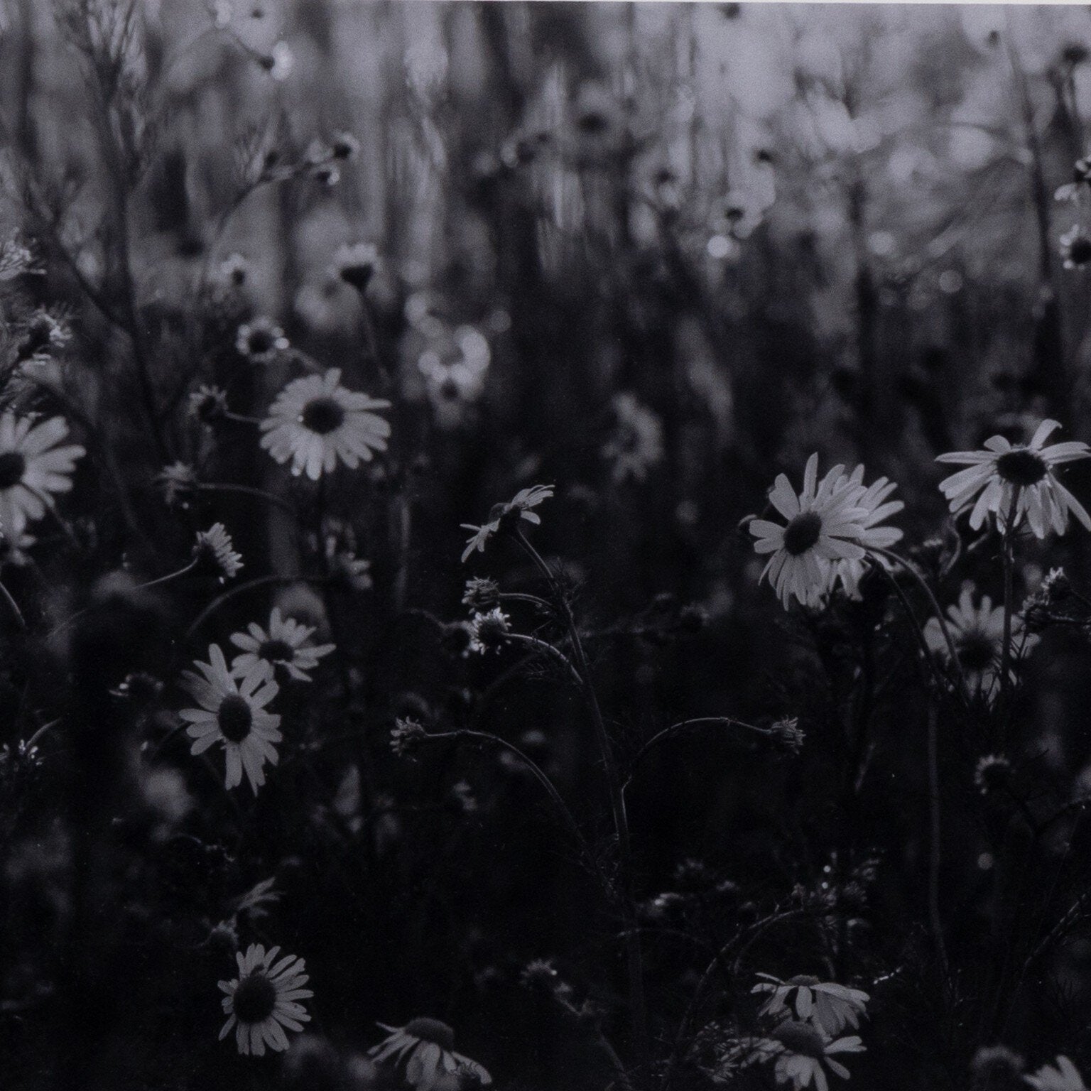 Floral Film II by Annie Spratt