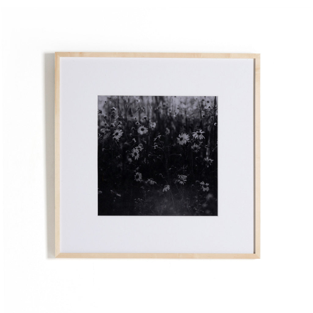 Floral Film II by Annie Spratt