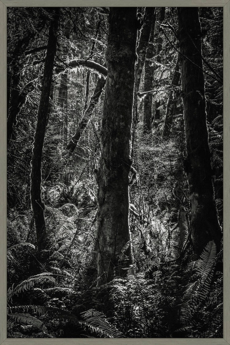 Lowland Winter Forest No 11, Tiger Mountain