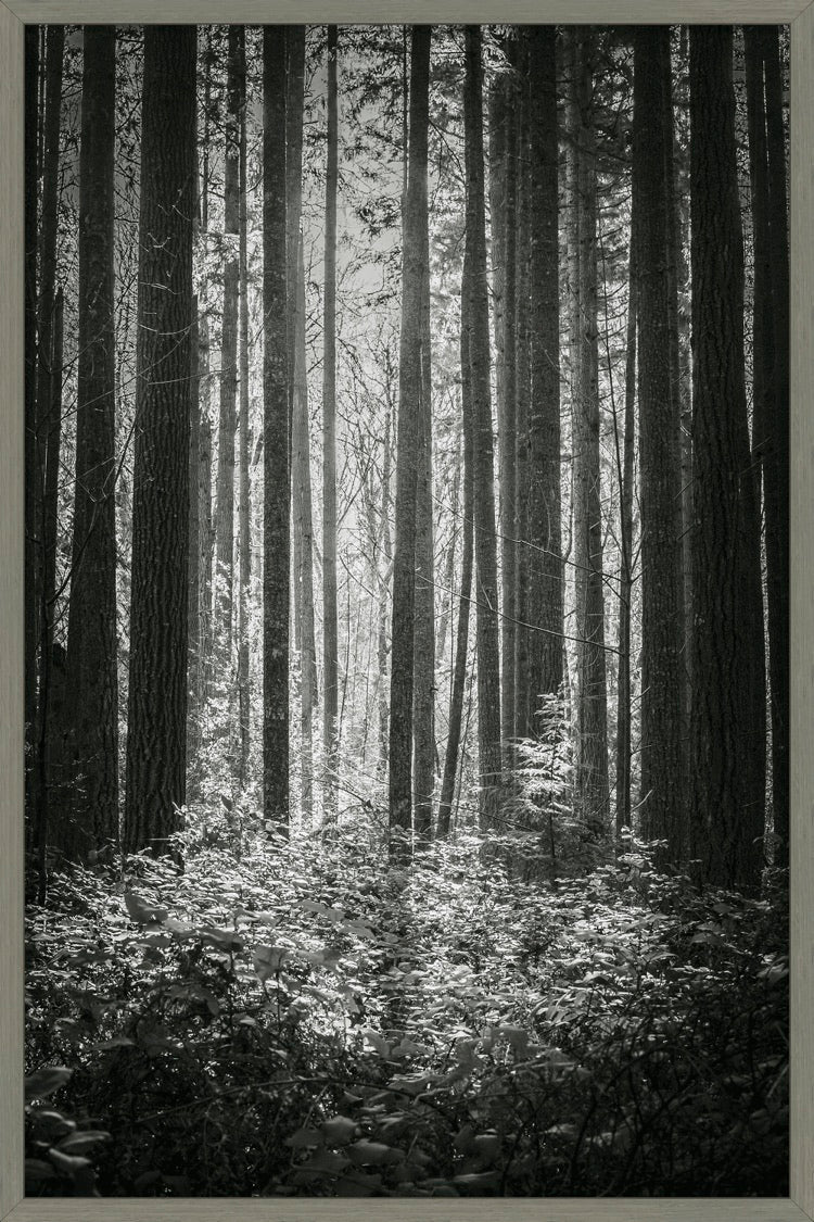 Lowland Winter Forest No 13, Tiger Mountain