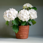 Others Brown and Red Flower Pot